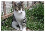Grazie la chat