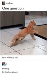 Dance I&#039;m a kitty cat