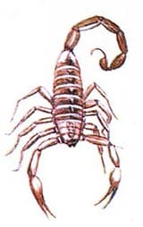 sscorpion_b