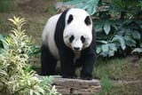 Grosser_Panda