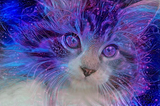 spacekitty