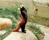 standing