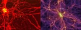 neuron-galaxy