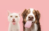 funny-hungry-pets-eating-dog-600nw-2473646027