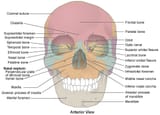 skull_anatomy_1