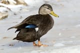 American-Black-Duck_Thinkstock_2