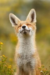 happy-fox-roeselien-raimond