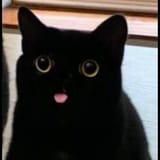 whats-your-favorite-black-cat-meme-this-is-definitely-top-v0-33aip8n8tlid1
