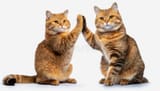 chubby-cat-giving-high-five-chubby-cat-giving-high-five-looking-away-isolated-white-background-full-body-301194686