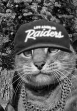 rap cat