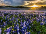bluebonnets and sunbeams