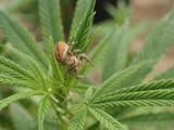 Jumping_spider_Phiddipus_claurs