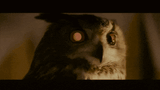 blade-runner-owl