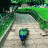 peacock