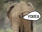 elephant-yikes