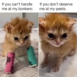 cat-memes-24-20250319