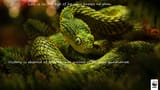 snake
