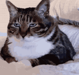 cat-2129014811
