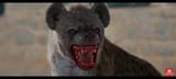 hyena-issue-v0-kipf3tx6c43c1
