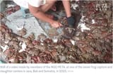 frog_slaughter