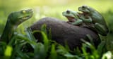 how-genes-can-leap-from-snakes-to-frogs2-514715816