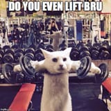catgym