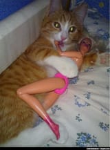 catdoll