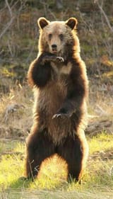 bear
