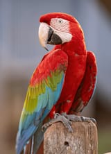 Seven Macaw