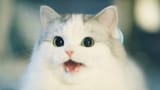 kitten