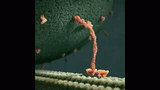 kinesin-walking