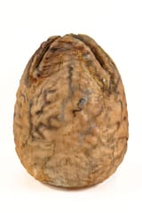 Egg-Main-Picture