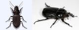beetle