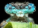 4d5d35afccd1d562350c0000