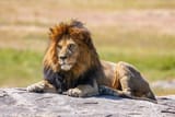 020_The_lion_king_Snyggve_in_the_Serengeti_National_Park_Photo_by_Giles_Laurent