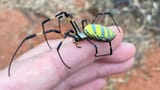 spider