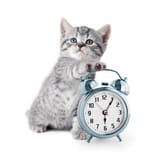 adorable-kitten-alarm-clock-600nw-153623129
