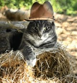 hey-folks-im-a-newbie-here-we-had-a-family-request-to-make-v0-cppoth7xi6jb1