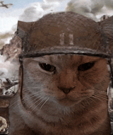 stare-cat