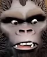 dingdong
