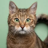 close-tabby-cat-green-eyes