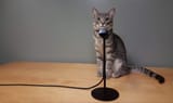 catstandup-e1629892888803