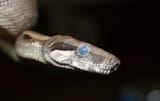 Boa_constrictor_shed_cycle_opaque_eye