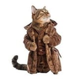 cat-wearing-brown-faux-fur-coat-looking-up-posing-in-studio-photo