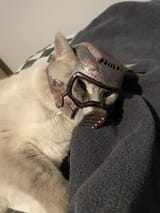 classic-doom-guy-helmet-on-my-cat-v0-oqwu2aveogre1