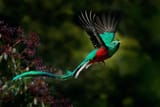 Quetzal