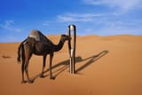 camel-giant-needle-desert-600nw-1727711908