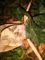 IMG_20250701_042608