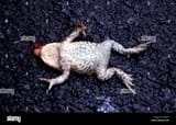 frog-road-kill-A5HJT3