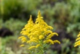 tall-goldenrod-solidago-altissima-shutterstock-com_14289-2384011698